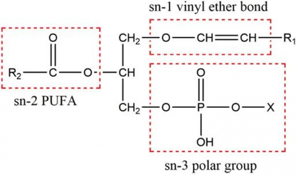 吃什么能补脑？亲测加入新兴补脑成分的“莱特维健脑力多”，到底效果如何
