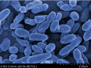 善恩康 AKK PROBIO菌：全球首次临床发现显著提升 GLP-1 水平，助力血糖与体重管理