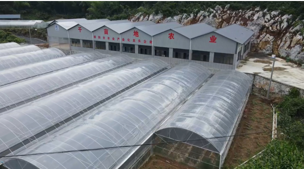 烈日下的“红色课堂”：湖南交通工程学院学子走进千亩辣椒基地，解码乡村振兴的现代农业密码