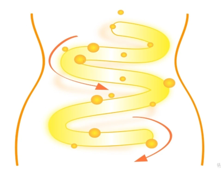 脂肪“自动溶解”！益生菌哪个品牌效果最好？五款益生菌测评！